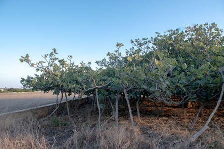 View of the largest fig tree in Europe on the island of Formentera in Spain.