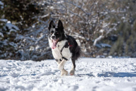 Adorable cute black and white Border Collie running with white snow background.