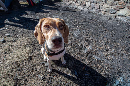 Beagle puppy resting on the snow.の写真素材