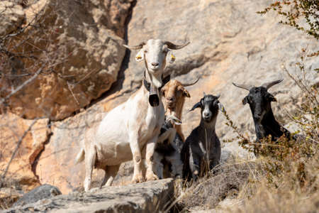 Wild goats in Organya in the mountains of the Catalan Pyrenees.の写真素材