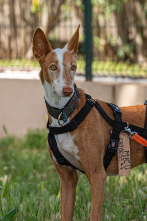 The Ibizan Podenco is an affectionate and loyal dog. Excellent companion and watchmanの写真素材