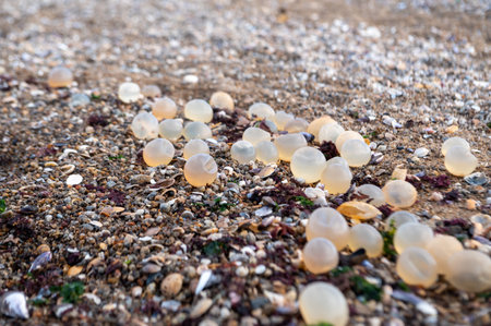Fish eggs in the Lighthouse of the city of La Paloma in Rocha in Uruguay.の写真素材