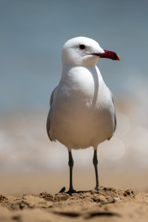 Seagull standing on the sand and looking at the camera.の写真素材