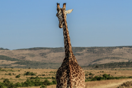 Giraffeの写真素材