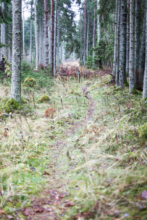 misty trail in the morningの写真素材