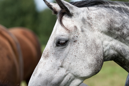 close-up shot of wild horses in the fieldの写真素材