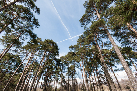 plane trails in the sky in forestの写真素材