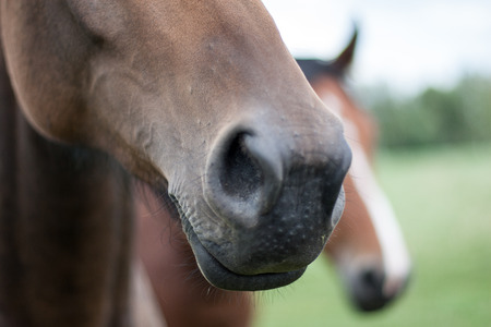 close-up shot of wild horses in the fieldの写真素材