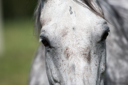 close-up shot of wild horses in the fieldの写真素材
