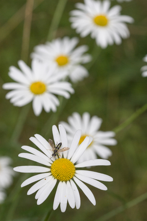 closeup shot of flowersの写真素材