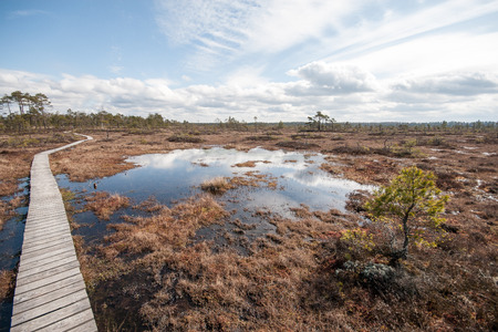 swamp view with trees and boardwalkの写真素材