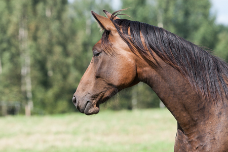 wild horses in the fieldの写真素材