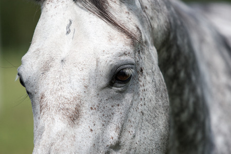 close-up shot of wild horses in the fieldの写真素材