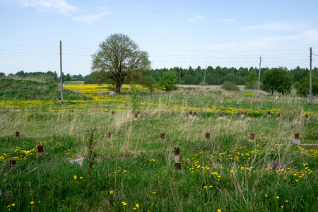 sunny summer countryside scene with old housing and flowersの写真素材