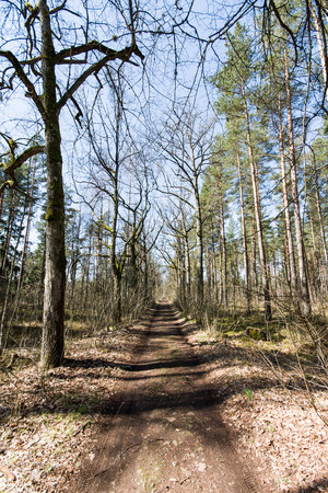 country road in forestの写真素材