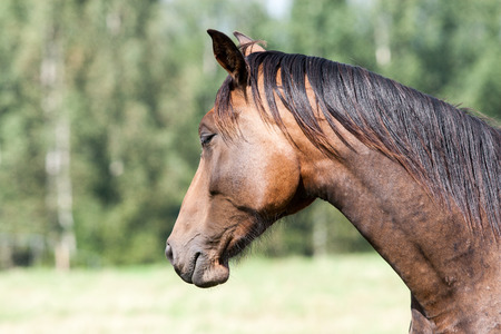 close-up shot of wild horses in the fieldの写真素材