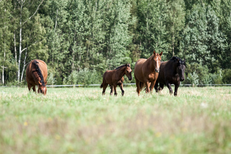 wild horses in the fieldの写真素材