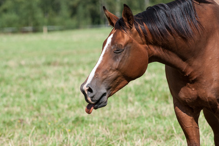 close-up shot of wild horses in the fieldの写真素材