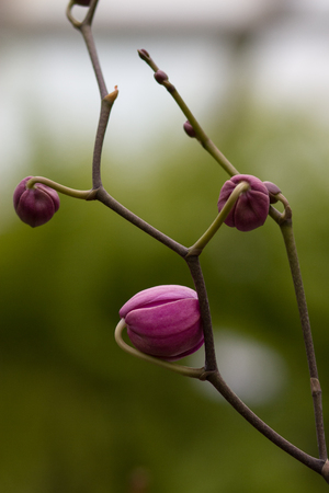 closeup shot of orchid flowersの写真素材