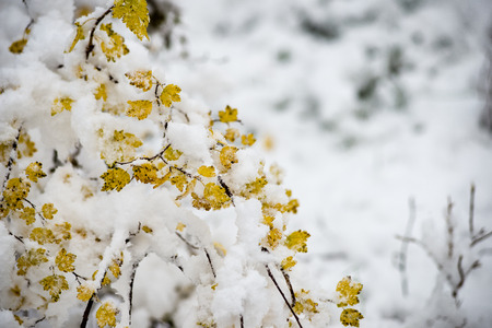 leaves in snow on a cold day in the winter forest with fog and frostの写真素材