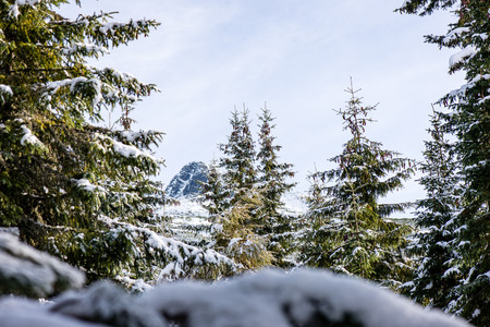 festive christmas spruce tree background on a old day in the snowy winter forest with fog and frostの写真素材