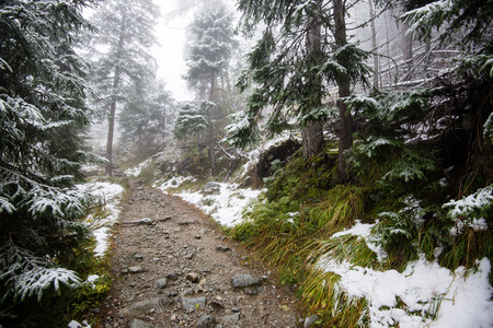 cold day in the snowy winter forest with fog and frostの写真素材