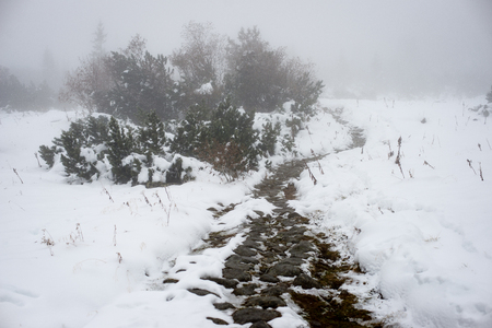cold day in the snowy winter forest with fog and frostの写真素材