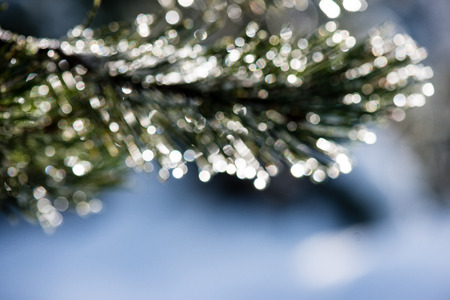 festive christmas spruce tree background on a old day in the snowy winter forest with fog and frostの写真素材