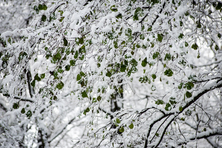 leaves in snow on a cold day in the winter forest with fog and frostの写真素材