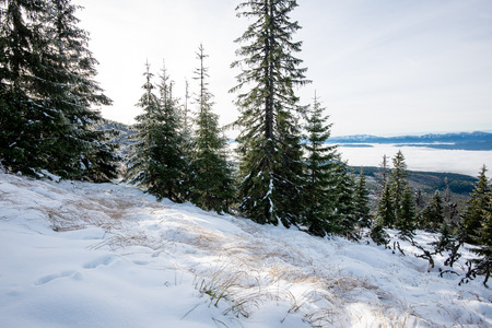 cold day in the snowy winter forest with fog and frostの写真素材