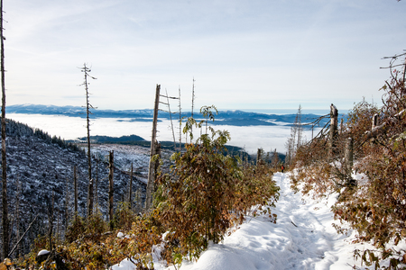 cold day in the snowy winter forest with fog and frostの写真素材