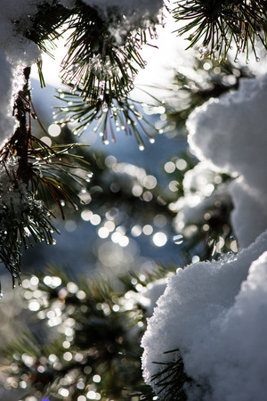 festive christmas spruce tree background on a old day in the snowy winter forest with fog and frostの写真素材