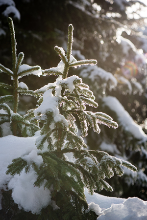 festive christmas spruce tree background on a old day in the snowy winter forest with fog and frostの写真素材