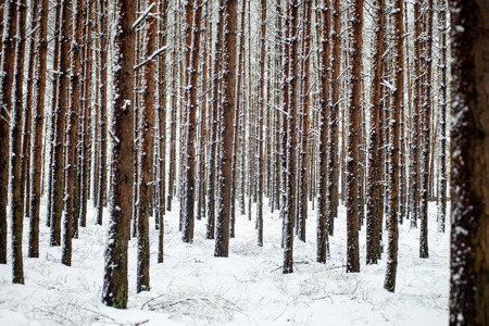 pine trees on a cold day in the snowy winter forest with fog and frostの写真素材