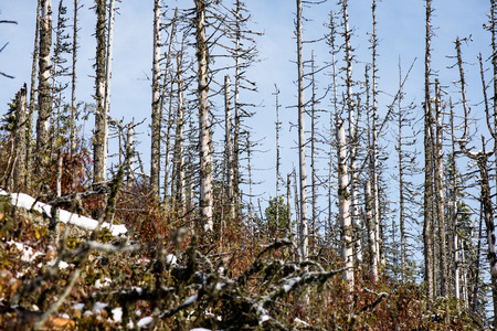 cold day in the snowy winter forest with fog and frostの写真素材