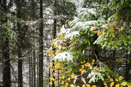 cold day in the snowy winter forest with fog and frostの写真素材