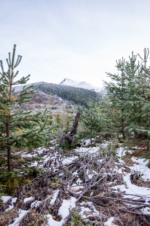 cold day in the snowy winter forest with fog and frostの写真素材