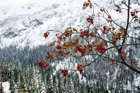 cold morning in the mountains in winter  with snow and rowan tree. carpathianの写真素材