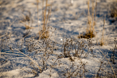cold morning in the field in winter at countryside with snow and blue skiesの写真素材