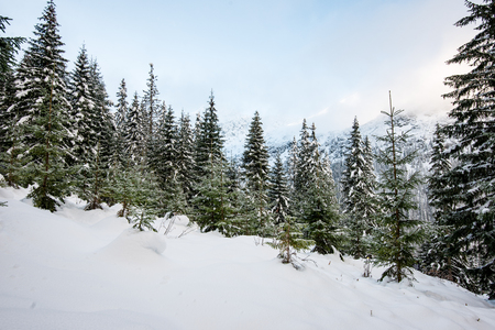 cold morning in the mountains in winter  with snow and blue skies. carpathianの写真素材
