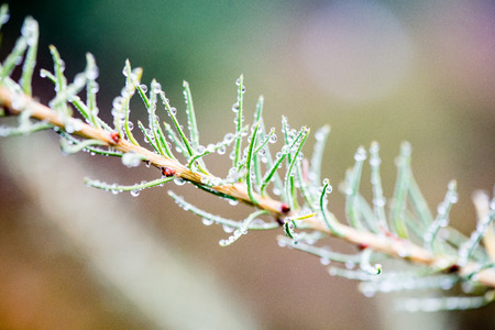 festive christmas spruce tree background on a old day in the snowy winter forest with fog and frostの写真素材