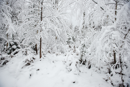Winter park in cold morning with snow and some treesの写真素材