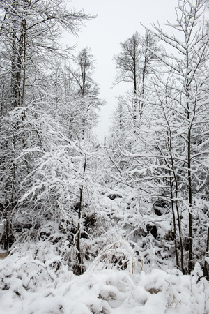 Winter park in cold morning with snow and some treesの写真素材