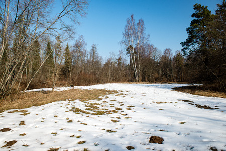 cold morning in the field in winter at countryside with snow and blue skiesの写真素材