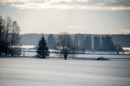 cold morning in the field in winter at countryside with snow and blue skiesの写真素材