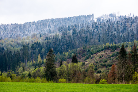 colorful countryside view in carpathians. mountains and forest trees with green meadowsの写真素材
