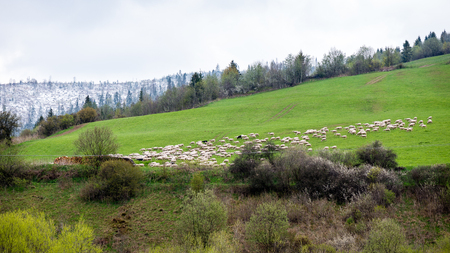 colorful countryside view in carpathians with sheep in meadowの写真素材