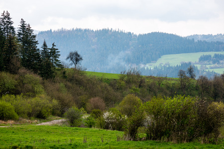 colorful countryside view in carpathians. mountains and forest trees with green meadowsの写真素材