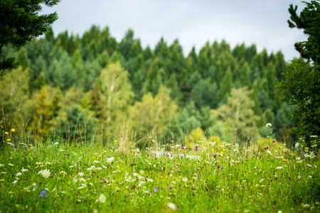 colorful countryside view in carpathians. mountains and forest trees with green meadowsの写真素材