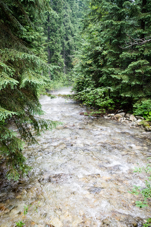 mountain river in summer with stream and high water in forestの写真素材